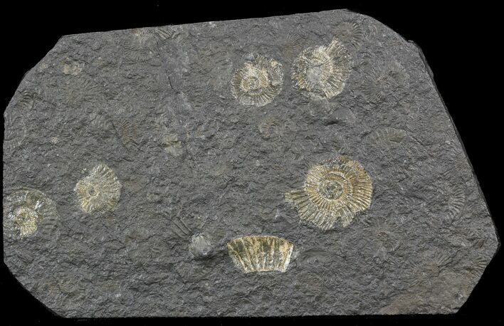Dactylioceras Ammonite Cluster - Posidonia Shale #52899
